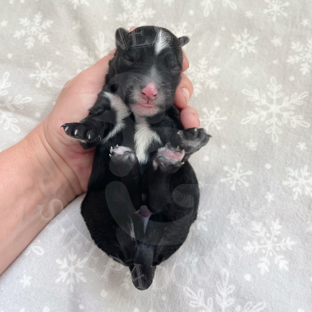 1 day old