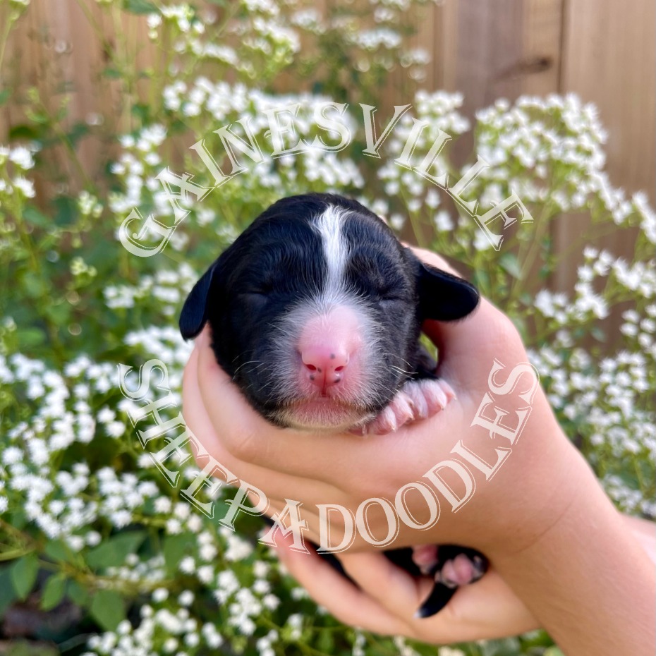 4 days old