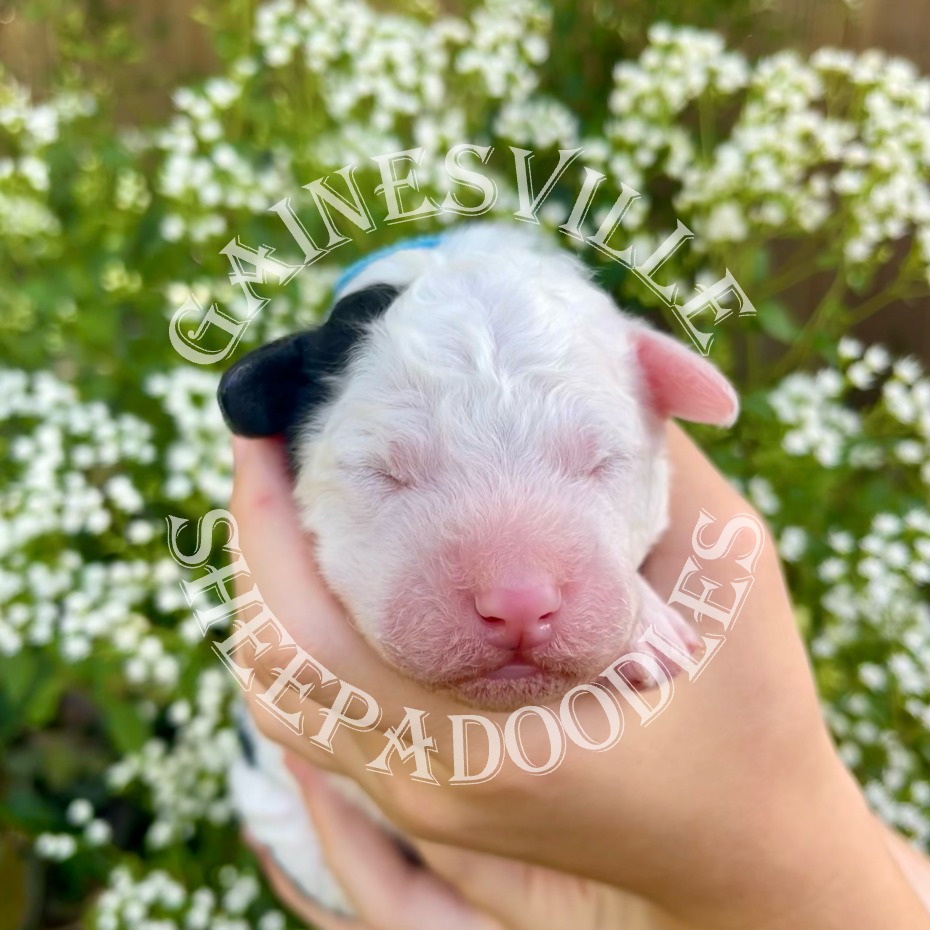 4 days old