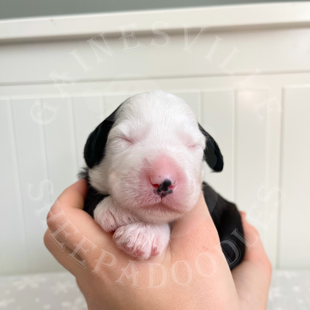 1 week old