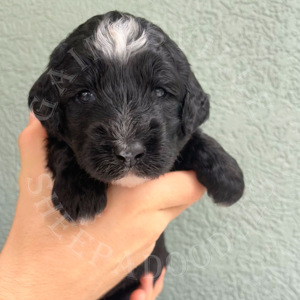 3 weeks old