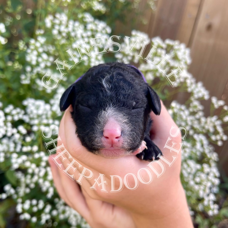 4 days old