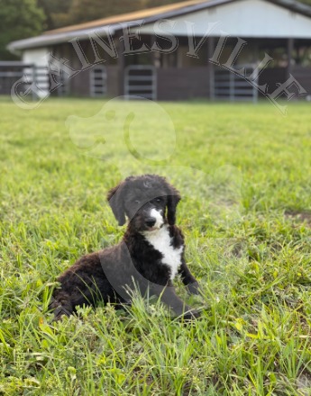 Tilly relaxing in the pasture