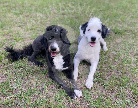 Photo of Toby and Tilly