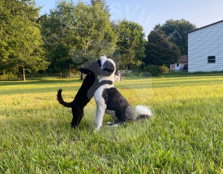 Toby and Tilly hugging